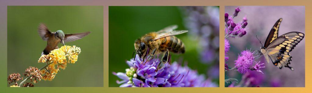 Pollinator Garden Resources - Communities for Sustainable Monterey County