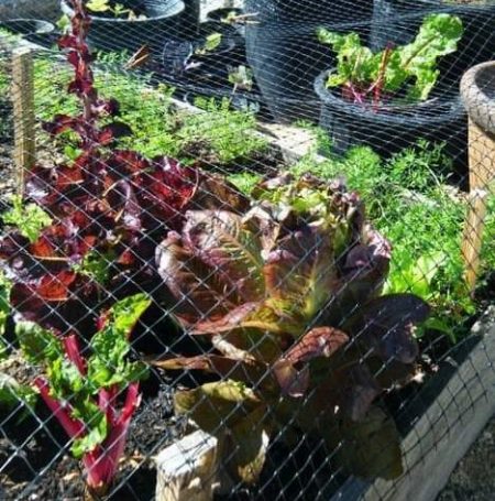 Sustainable Monterey community garden (2)