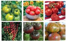 Tomato starts - varieties2