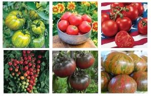 Tomato starts - varieties2